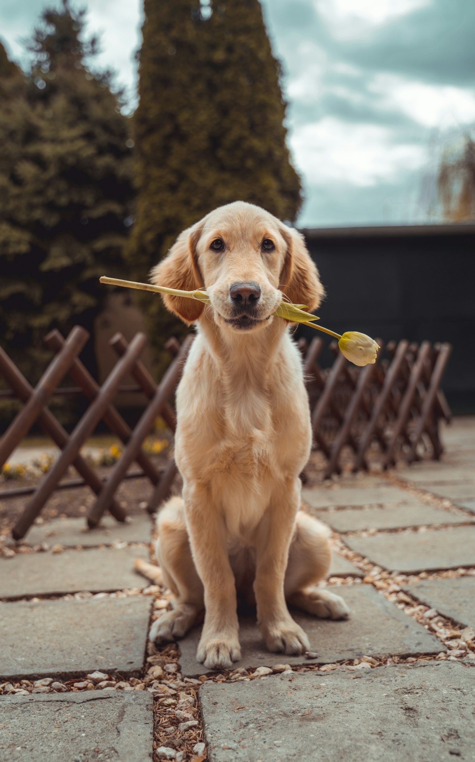 Golden retriever outside