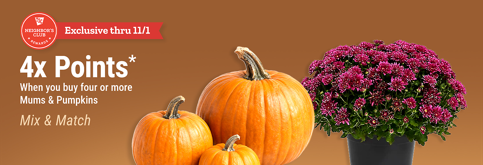 Tractor Supply Company Neighbor's Club exclusive promotion through November 1. Earn 4x points when you buy four or more mums and pumpkins. Mix and match. Image shows orange pumpkins and a pot of pink chrysanthemums on a brown fall background.